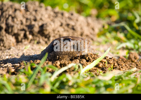 Botta Tasche Gopher (Thomomys Bottae) in Santa Cruz, Kalifornien Stockfoto