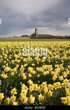 Bereich der Frühling Narzissen vor den traditionellen Feuerstein gebaut Happisburgh Kirche in der Norfolk-Landschaft Stockfoto