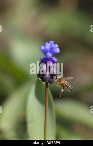 Fliegenden Honigbiene erreicht eine zweifarbige Trauben Hyazinthe, Muscari Latifolium, Blume. Stockfoto