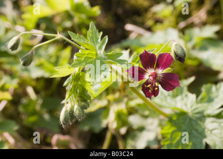 Ein dunkel lila Dusky des Krans-Rechnung, Geranium Phaeum, Blüte und Knospe. Es ist eine winterharte Geranie, die im trockenen Schatten wachsen wird Stockfoto