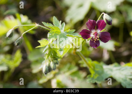 Ein dunkel lila Dusky des Krans-Rechnung, Geranium Phaeum, Blüte und Knospe. Es ist eine winterharte Geranie, die im trockenen Schatten wachsen wird Stockfoto