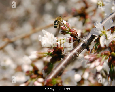 Honigbiene auf der Flucht, in der Nähe von Knospen eine weinende Kirsche Baum. Stockfoto