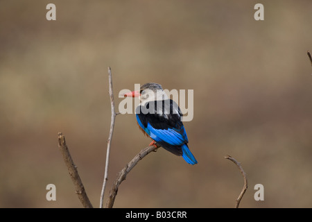 Graue Spitze Kingfisher thront auf einem Busch am Lake Manyara in Tansania Stockfoto