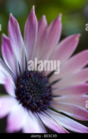 Detail einer Herbers flowerhead Stockfoto