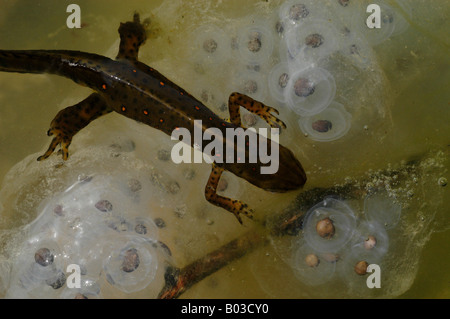 Red spotted Newt Eiern Salamander Amphibien Eft aquatische Moor Wasserteich Stockfoto