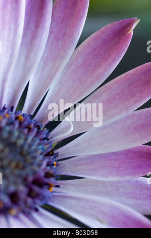 Blütenblätter von einer Herbers flowerhead Stockfoto