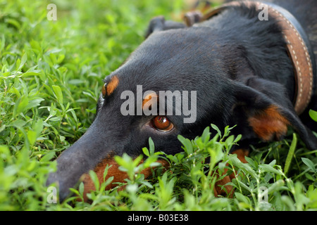 Hund-Blick des Welpen Dobermann Stockfoto