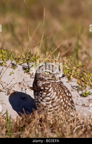 Kanincheneule, Athene Cunicularia, Cape Coral, Florida, USA Stockfoto
