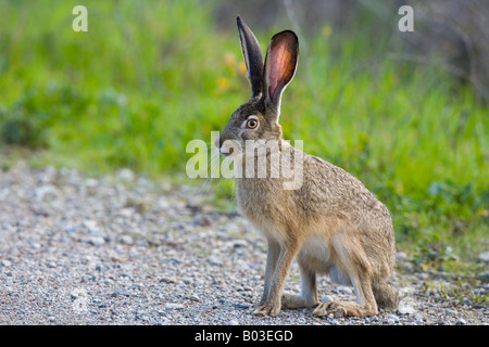Schwarz-angebundene Jackrabbit (Lepus Californicus) in Palo Alto Baylands Nature Preserve Stockfoto