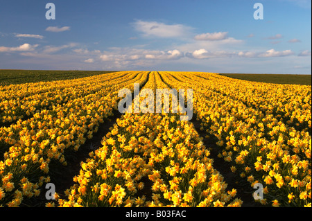 Bereich der Frühling Narzissen in den warmen Nachmittag Licht in der Landschaft von Norfolk Stockfoto