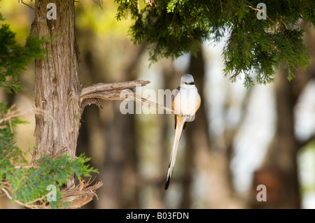 Eine Schere – Tailed Flycatcher, Tyrannus Forficatus, hockt in einer Zeder. Stockfoto