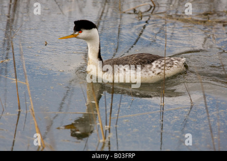 Western Grebe (Aechmophorus Occidentalis) Stockfoto