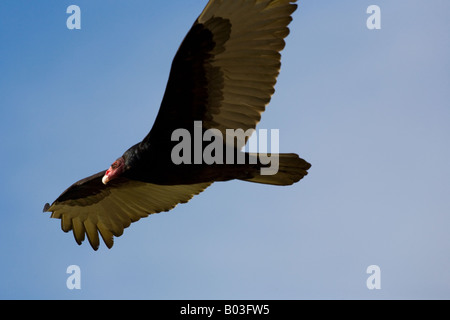 Türkei-Geier (Cathartes Aura) im Flug Stockfoto