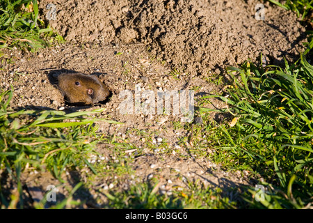 Botta Tasche Gopher (Thomomys Bottae) in Santa Cruz, Kalifornien Stockfoto