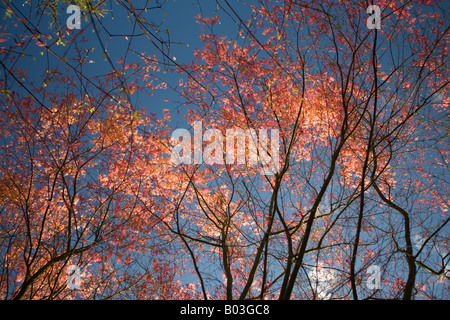 Ein roter handförmig Ahorn zu Beginn des Frühlings (Frankreich). Projektspezifische Palme Rouge (Acer Palmatum Carminium) au Printemps (Frankreich). Stockfoto