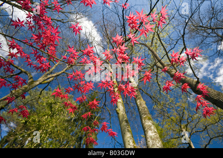 Ein roter handförmig Ahorn zu Beginn des Frühlings (Frankreich). Projektspezifische Palme Rouge (Acer Palmatum Carminium) au Printemps (Frankreich). Stockfoto