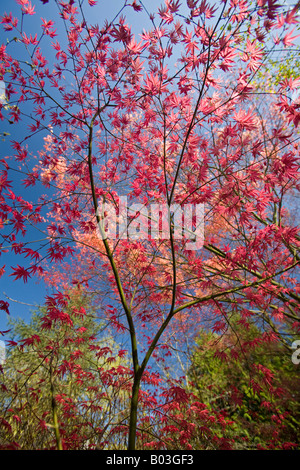 Ein roter handförmig Ahorn zu Beginn des Frühlings (Frankreich). Projektspezifische Palme Rouge (Acer Palmatum Carminium) au Printemps (Frankreich). Stockfoto