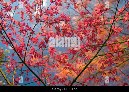 Ein roter handförmig Ahorn zu Beginn des Frühlings (Frankreich). Projektspezifische Palme Rouge (Acer Palmatum Carminium) au Printemps (Frankreich). Stockfoto