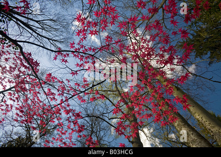 Ein roter handförmig Ahorn zu Beginn des Frühlings (Frankreich). Projektspezifische Palme Rouge (Acer Palmatum Carminium) au Printemps (Frankreich). Stockfoto