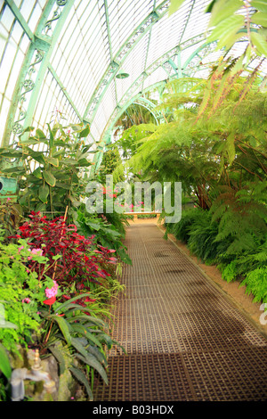 Inneren des Wintergarten, die königlichen Gewächshäuser von Laeken, Brüssel, Belgien - Architekten Alphonse Balat Stockfoto