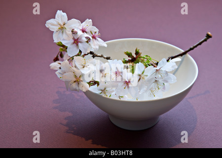 Japanische Kirschblüte in eine Schüssel geben Stockfoto