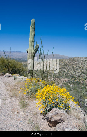 Saguaro-Kakteen und Brittlebush Arizona USA Saguaro National Park Stockfoto