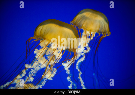 Pazifischen Meer Nesseln (Chrysaora Fuscescens) Oregon Coast Aquarium, Newport, OREGON Stockfoto