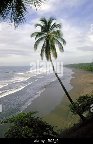 Eine Ansicht von Ofpalm Bäumen und ein schöner Strand an der Pazifikküste Stockfoto