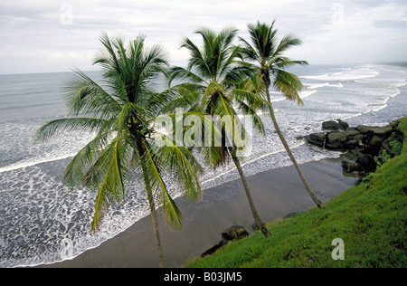 Ein Blick auf Palmen entlang der pazifischen Küste Nicaraguas Stockfoto
