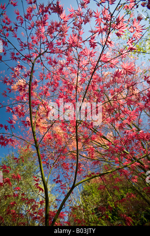 Ein roter handförmig Ahorn zu Beginn des Frühlings (Frankreich). Projektspezifische Palme Rouge (Acer Palmatum Carminium) au Printemps (Frankreich). Stockfoto