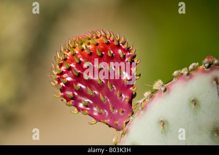 Engelmann s Prickly Pear Cactus mit jungen Trieb Opuntia Engelmannii Arizona USA Stockfoto