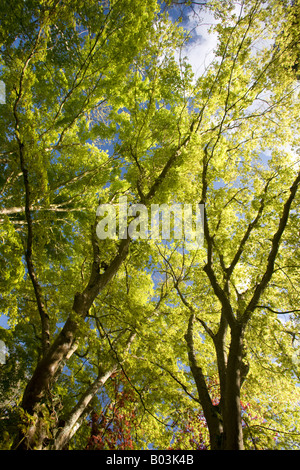 Grüne handförmig Ahorne (Acer Palmatum) zu Beginn des Frühlings (Frankreich). ERABLES Palmés Verts (Acer Palmatum) au Printemps. Stockfoto