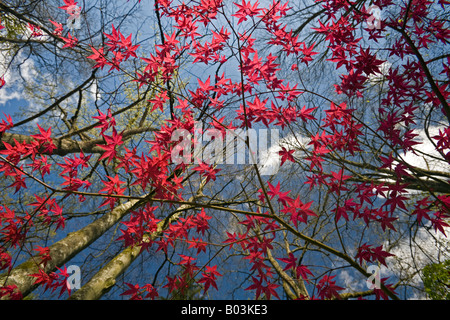 Ein roter handförmig Ahorn zu Beginn des Frühlings (Frankreich). Projektspezifische Palme Rouge (Acer Palmatum Carminium) au Printemps (Frankreich). Stockfoto