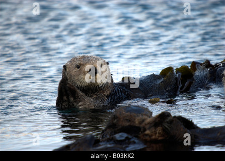 Ein Seeotter, eingehüllt in Seetang, frolics in den Gewässern der Morro Bay, Kalifornien (das sind wilde, nicht gefangen Otter). Stockfoto