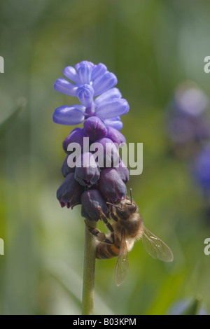 Honigbiene auf eine zweifarbige Trauben Hyazinthe, Muscari Latifolium, Blume fliegen. Stockfoto