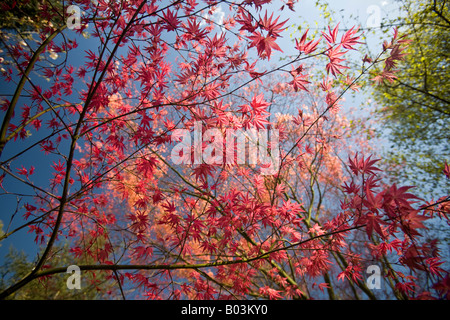 Ein roter handförmig-Ahorn (Acer Palmatum Carminium) zu Beginn des Frühlings. Projektspezifische Palme Rouge au Début du Printemps (Frankreich). Stockfoto