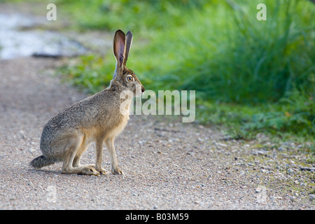 Schwarz-angebundene Jackrabbit (Lepus Californicus) in Palo Alto Baylands Nature Preserve Stockfoto