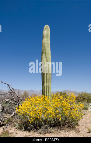 Saguaro-Kaktus und Brittlebush Canegiea Gigantea und Encelia farinosa Stockfoto