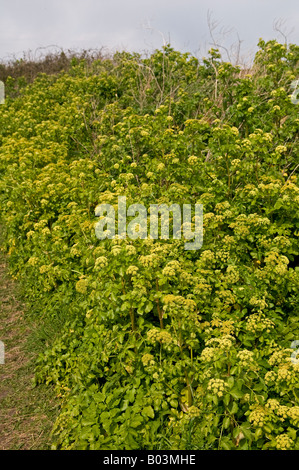 Alexanders: Smyrnium Olusatrum. wächst in Hedgrow, Cley Norfolk Stockfoto