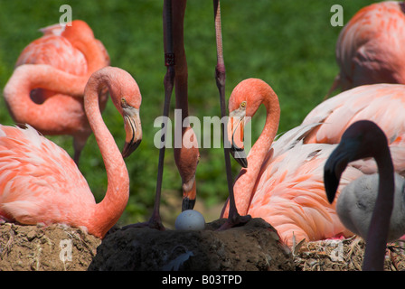 Karibik Flamingo Phoenicopterus Ruber amerikanische flamingo Stockfoto