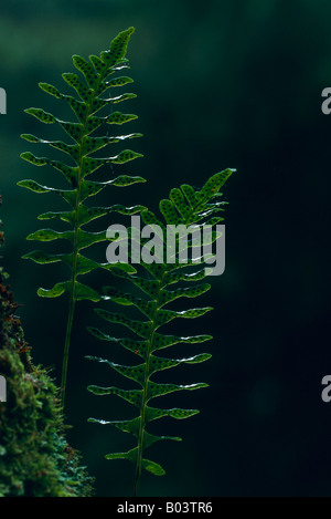 Gemeinsamen Maisöl Tuepfelfarn Polypodium Vulgare Engelsuess Stockfoto