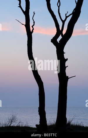 Buche mit Sonnenuntergang in der "Gespensterwald", Nienhagen, Ostsee, Deutschland Stockfoto