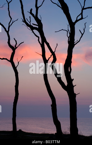 Buche mit Sonnenuntergang in der "Gespensterwald", Nienhagen, Ostsee, Deutschland Stockfoto