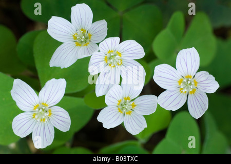 Kleeblatt, Waldsauerklee Oxalis Acetosella im Wald, Deutschland Stockfoto