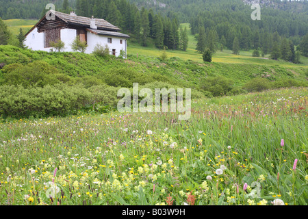 Berg Alm Almhütte Val Fex Fextals Engadin Graubündens Schweiz Schweiz Europa Europa Stockfoto