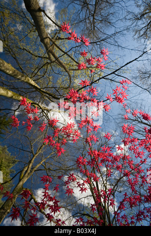 Ein roter handförmig Ahorn zu Beginn des Frühlings (Frankreich). Projektspezifische Palme Rouge (Acer Palmatum Carminium) au Printemps (Frankreich). Stockfoto