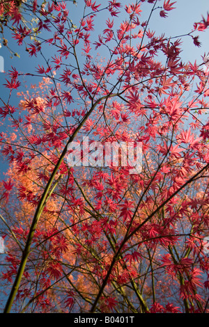 Ein roter handförmig Ahorn zu Beginn des Frühlings (Frankreich). Projektspezifische Palme Rouge (Acer Palmatum Carminium) au Printemps (Frankreich). Stockfoto