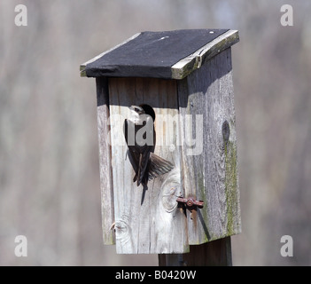 Eine Baum-Schwalbe eine Nest in ein Vogelhäuschen bauen. Stockfoto