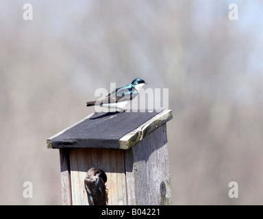 Zwei Baum-Schwalbe eine Nest in ein Vogelhäuschen bauen. Das Männchen ist hoch oben auf das Vogelhaus und das Weibchen ist am Eingang. Stockfoto