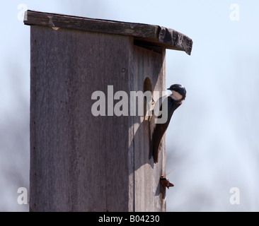 Eine Baum-Schwalbe eine Nest in ein Vogelhäuschen bauen. Stockfoto